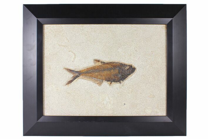 Framed Fossil Fish (Diplomystus) - Wyoming #122640